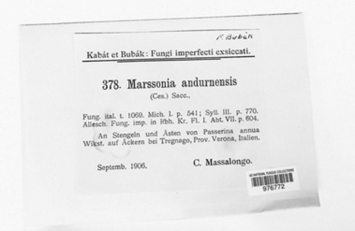Marssonina andurnensis image